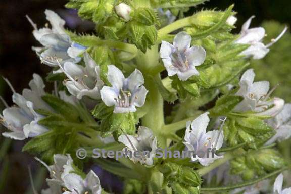 echium decaisnei 2 graphic